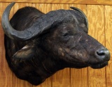 Massive Cape Buffalo shoulder mount extending