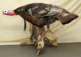 full body Turkey mount on wood either floor or