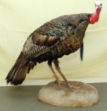 free standing full body turkey mount having
