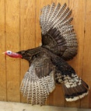 wall mounted spread wing turkey full body with