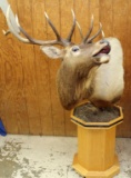 Bull Elk shoulder mount on rolling stand,