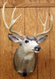 Mule Deer shoulder mount, 10 point