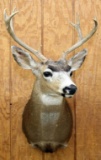 Sitka Buck Deer shoulder mount, 11 point,