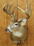 11 point Whitetail Buck shoulder mount, massive