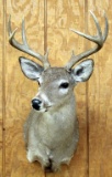 8 point Coues Deer shoulder mount,