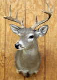 9 point Coues Deer shoulder mount,