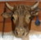 steer head that hung in Kern's Meat Market,