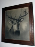 charcoal drawing of Stag in oak frame by 