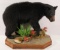 Black bear cub full body mount on Stand