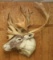 Caribou shoulder mount