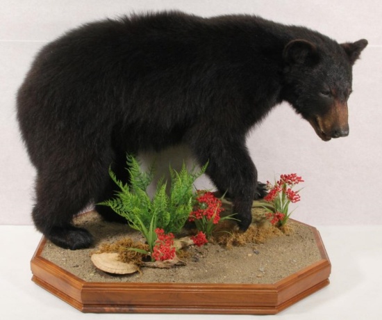 Black bear cub full body mount on Stand