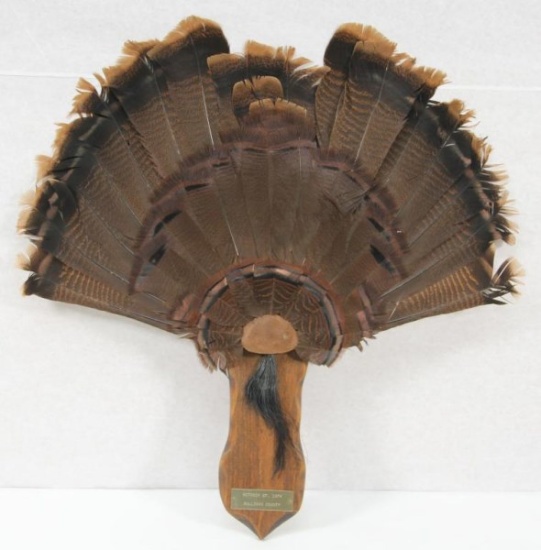 turkey 1974 Sullivan County beard & feather set on board