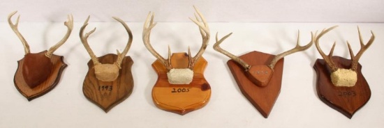 5 Whitetail European style antler mounts. Sold  as a lot.