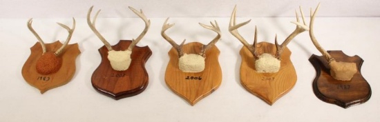 5 Whitetail European antler mounts