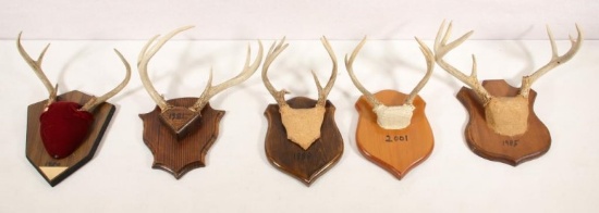 5 European whitetail antler mounts