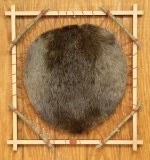 Beaver pelt stretched in oak frame