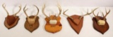 5 Whitetail European style antler mounts. Sold  as a lot.