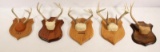 5 Whitetail European antler mounts