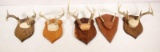 5 European whitetail antler mounts