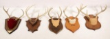 5 European whitetail antler mounts