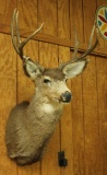 8pt. mule deer shoulder mount, UPS PACK & SHIP