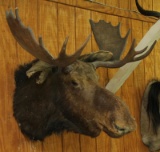 Antique Moose shoulder mount, shot by Leaser