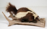 Skunk full body mount, UPS PACK & SHIP ONLY