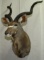 Kudu shoulder mount,