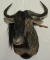 Wildebeest shoulder mount,