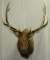 10 point elk shoulder mount with 36