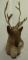 Caribou shoulder mount with 13