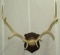 Large elk antler mount with 39