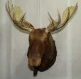 Moose shoulder mount with 43