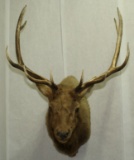 10 point elk shoulder mount with 36