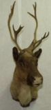 Caribou shoulder mount with 13