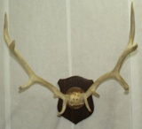 Large elk antler mount with 39