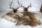 two white antler mounts and a piebald hide,