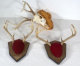 three assorted whitetail antler mounts,