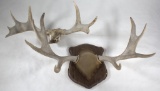 two moose antlers, PICK UP ONLY, NO SHIPPING