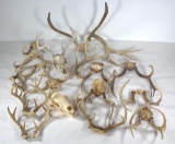 assorted lot of skulls and antlers, PICK UP ONLY,