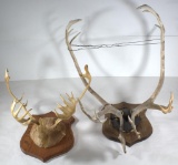 two large caribou antler sets, PICK UP ONLY,