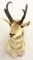 Antelope shoulder mount, antlers approx 9