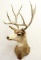 11 point Mule deer shoulder mount