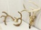 2 sets of Whitetail antlers, 1 still in velvet, 1