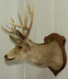 11 point whitetail shoulder mount, THIRD PARTY