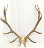 Set of Elk antlers, 12 point, 38