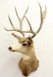 11 point Mule deer shoulder mount