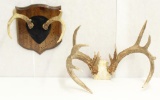 2 sets of Whitetail antlers, 1 being a non common