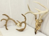 2 sets of Whitetail antlers, 1 still in velvet, 1