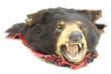 Black bear head, approx 22